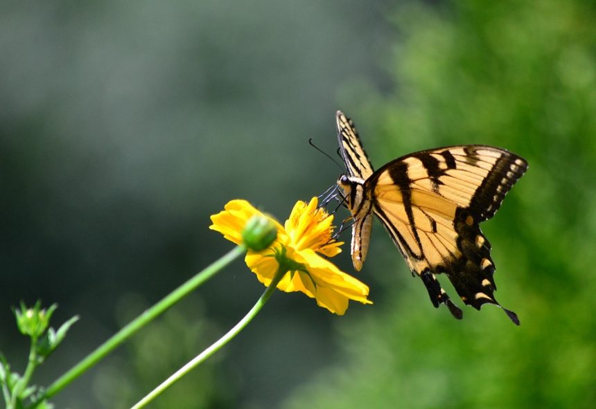 The Science of Wonder: What Makes Us Marvel at the World Around Us?